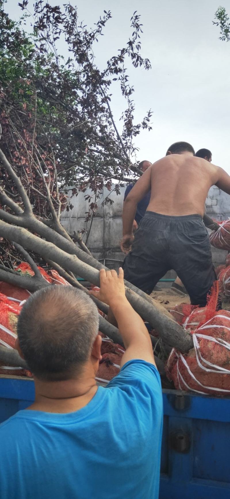 产地直供绿化苗木（紫叶李）各种规格，质优价廉，自家苗圃
