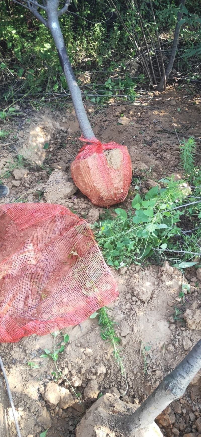 产地直供绿化苗木（紫叶李）各种规格，质优价廉，自家苗圃