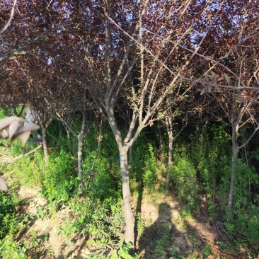 产地直供绿化苗木（紫叶李）各种规格，质优价廉，自家苗圃