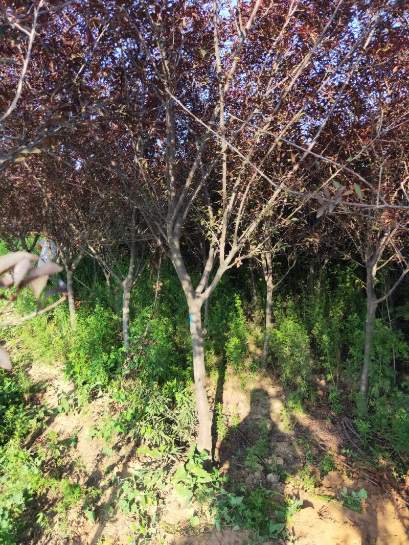产地直供绿化苗木（紫叶李）各种规格，质优价廉，自家苗圃