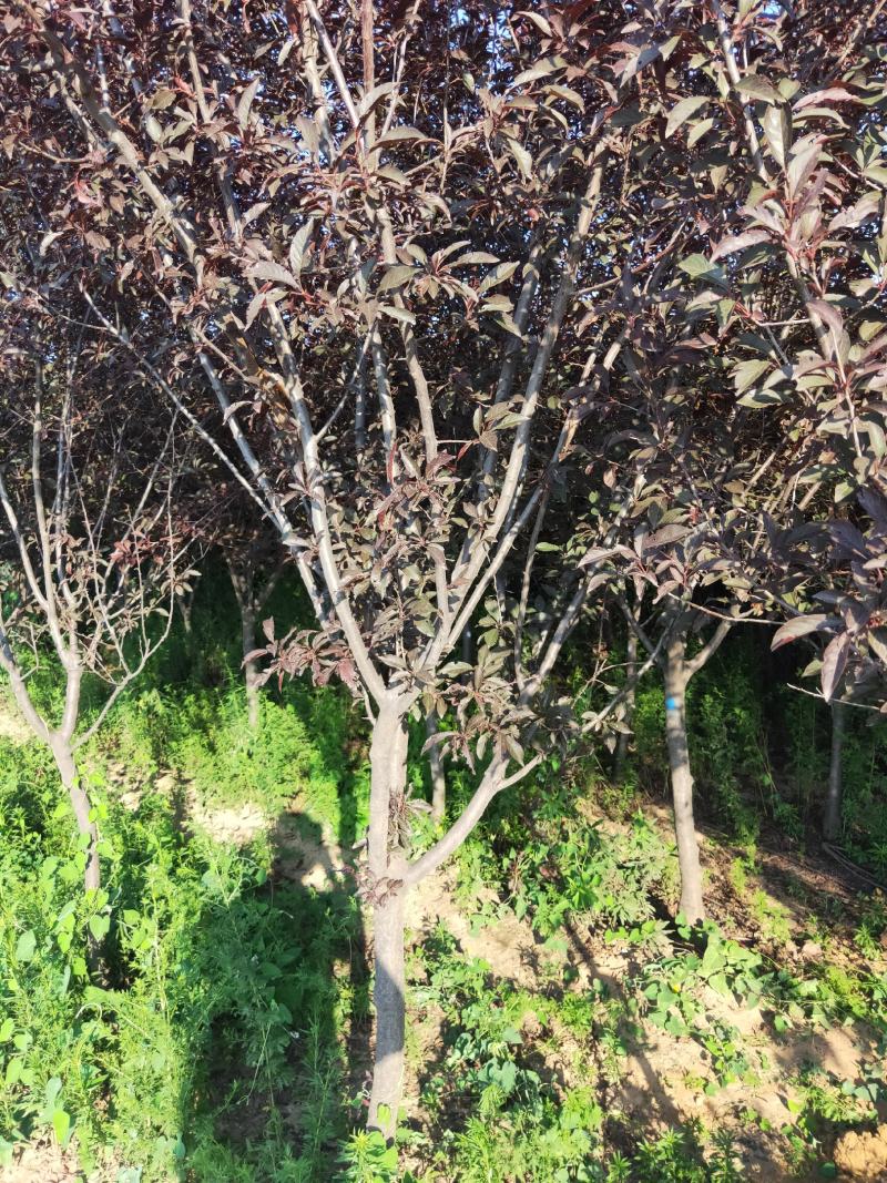 产地直供绿化苗木（紫叶李）各种规格，质优价廉，自家苗圃