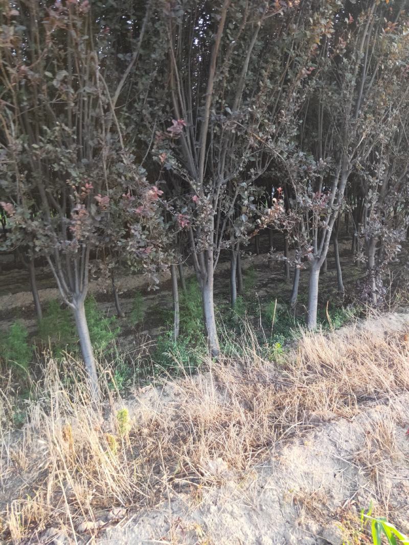 产地直供绿化苗木（紫叶李）各种规格，质优价廉，自家苗圃