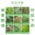 金法剑50%氰霜唑+氟吡菌胺霜霉疫病白锈病杀菌剂