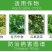 金法剑50%氰霜唑+氟吡菌胺霜霉疫病白锈病杀菌剂