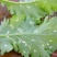 金法剑50%氰霜唑+氟吡菌胺霜霉疫病白锈病杀菌剂