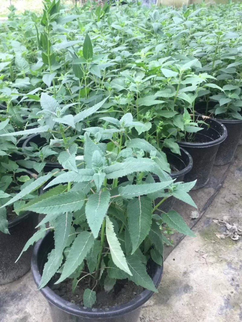出售美国薄荷，双色杯美国薄荷