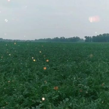 吉林乾安西瓜二模陆地平模早中晚