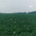 吉林乾安西瓜二模陆地平模早中晚