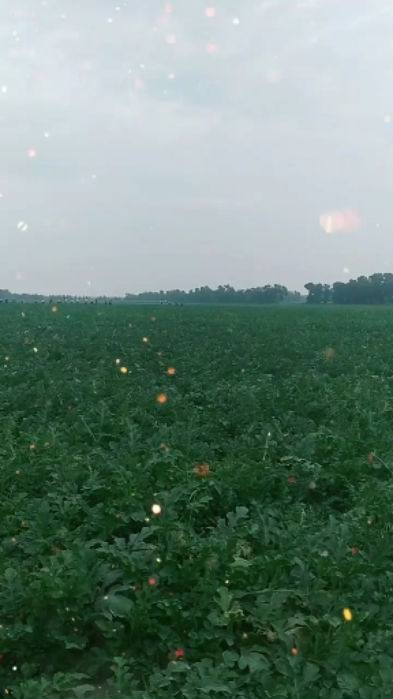吉林乾安西瓜二模陆地平模早中晚