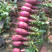 凤梨水果萝卜种子紫丹萝卜紫皮紫肉口感水果萝卜种子