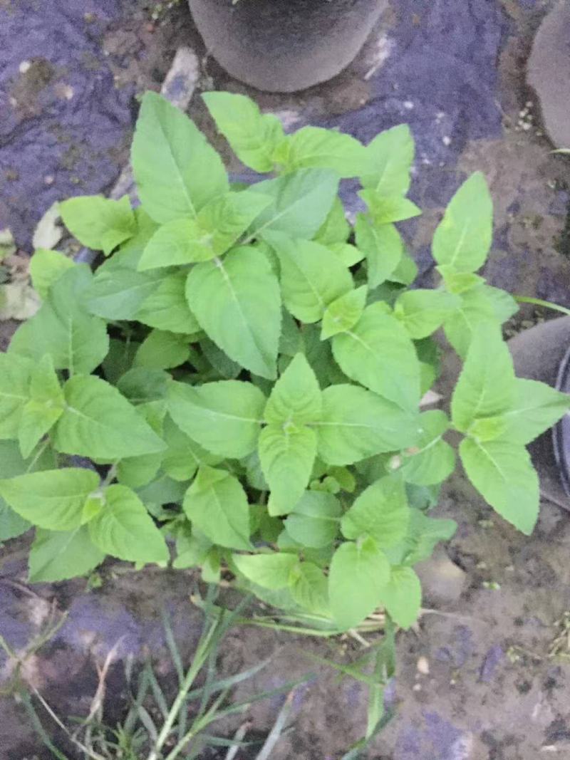 美国薄荷双色杯杯苗，美国薄荷图片，美国薄荷成都基地