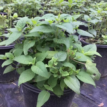 美国薄荷双色杯杯苗，美国薄荷图片，美国薄荷成都基地