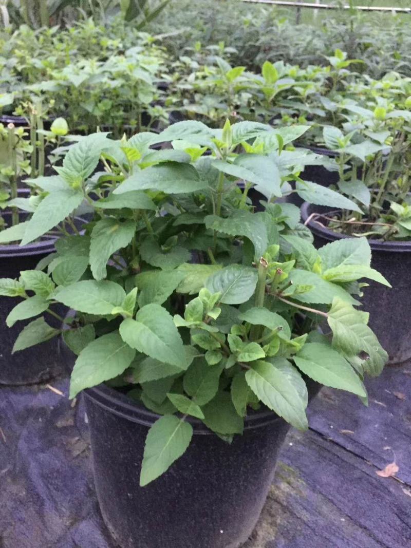 美国薄荷双色杯杯苗，美国薄荷图片，美国薄荷成都基地