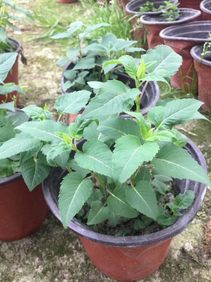 美国薄荷双色杯杯苗，美国薄荷图片，美国薄荷成都基地