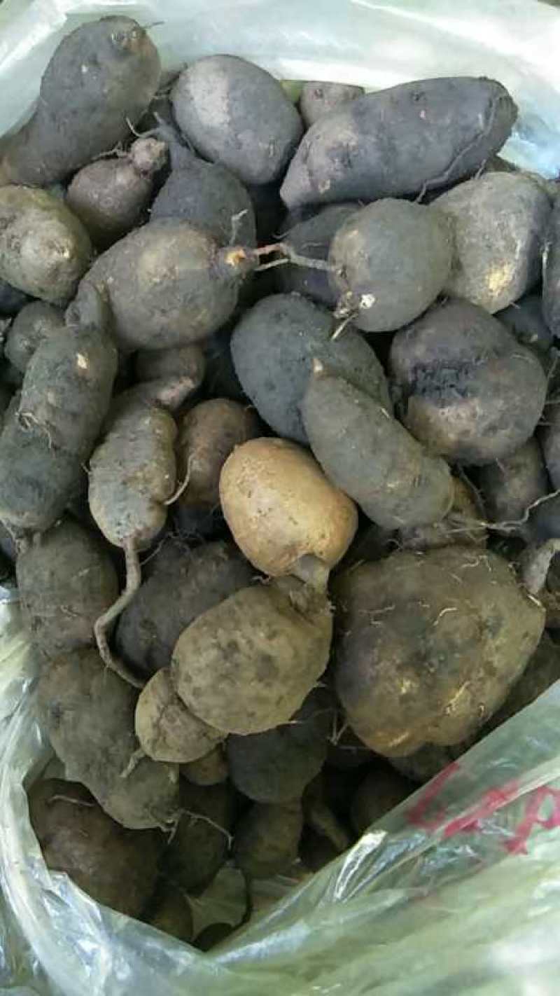 三叶青新鲜货500g金线吊葫芦广西山里采摘白肉干货石老鼠