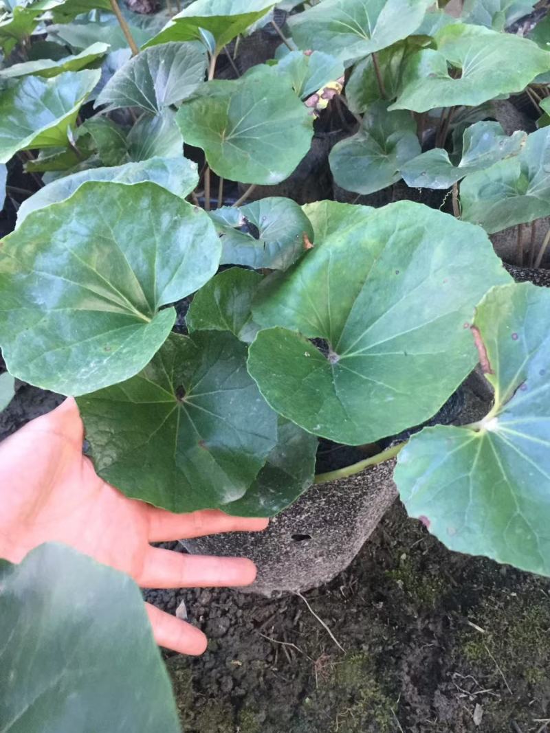 大吴风草26杯杯苗价格，大吴风草图片介绍