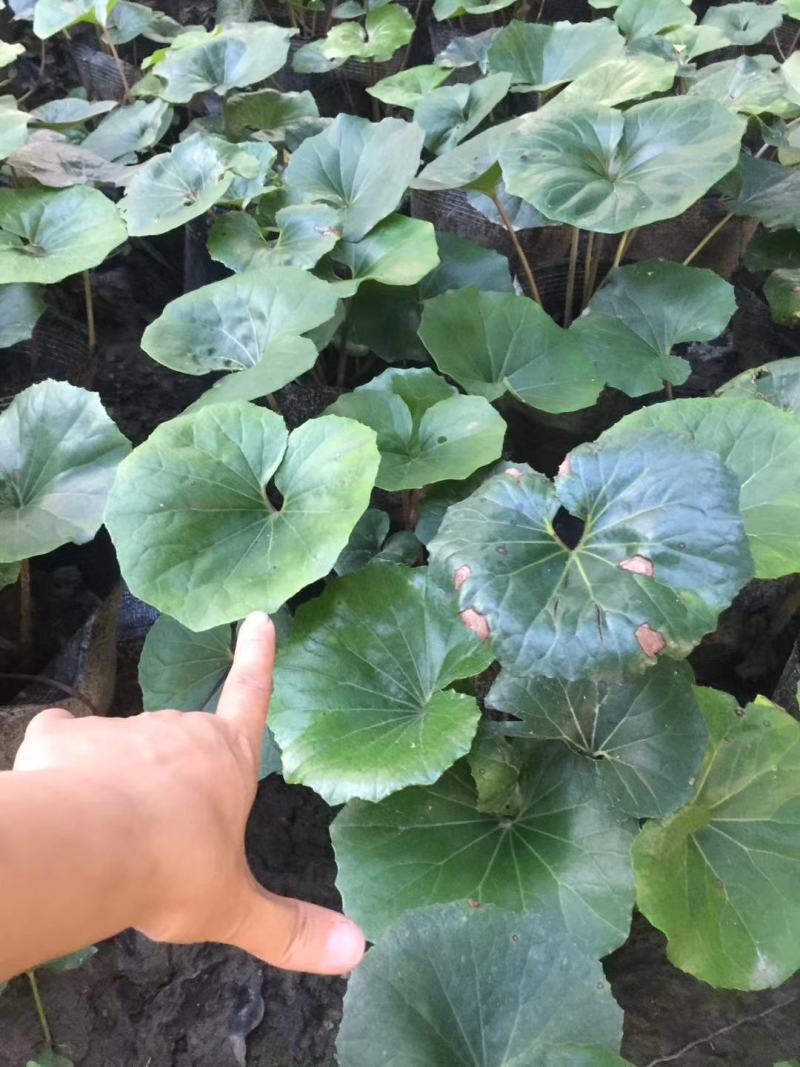 大吴风草26杯杯苗价格，大吴风草图片介绍