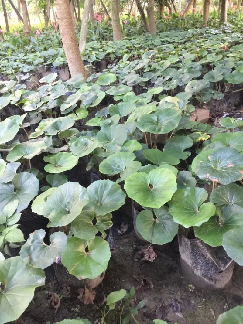 大吴风草26杯杯苗价格，大吴风草图片介绍