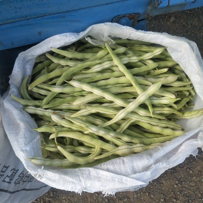 （赤峰豆角）赤峰露地蔬菜基地，白不老大量上市