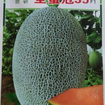 甜瓜种子，哈密瓜种子，西州蜜种子，抗病能力强