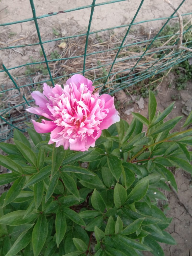 出售自己家种的腊梅，芍药
