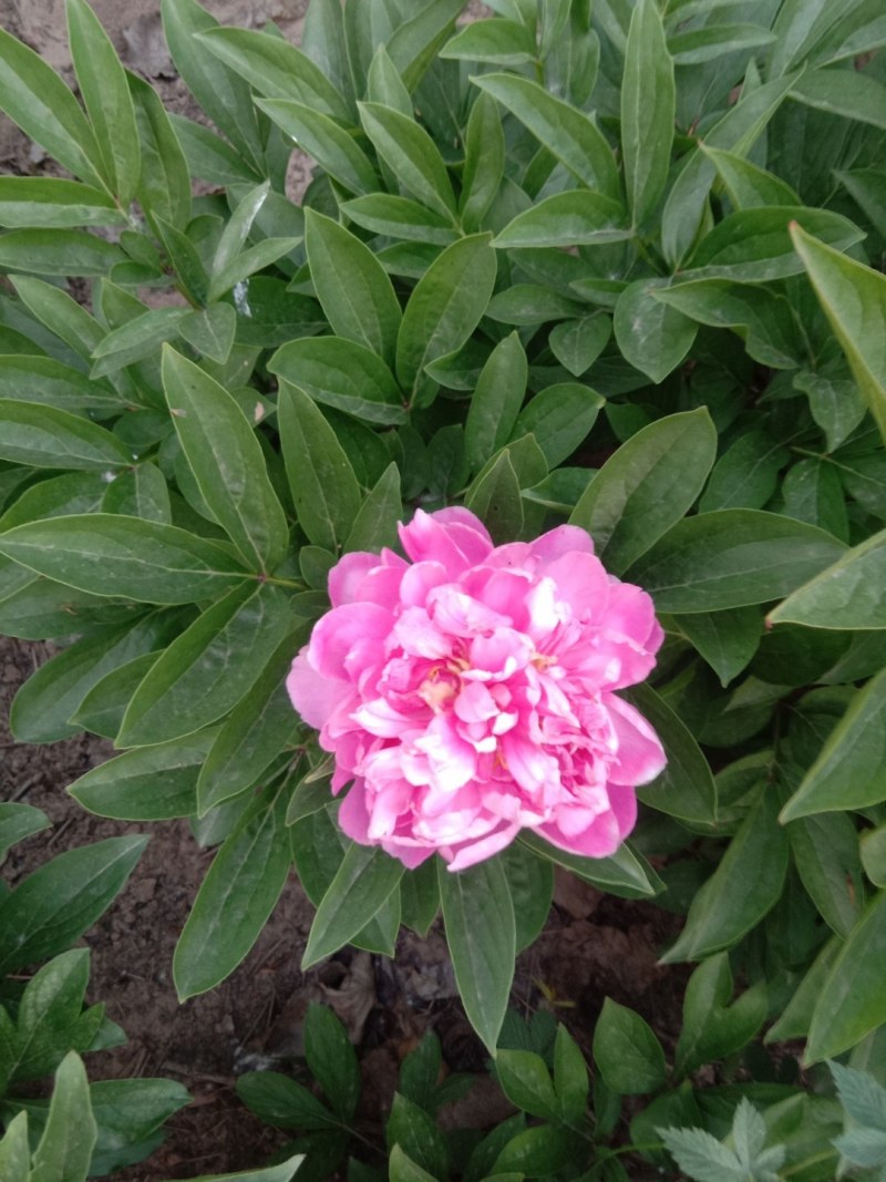 出售自己家种的腊梅，芍药