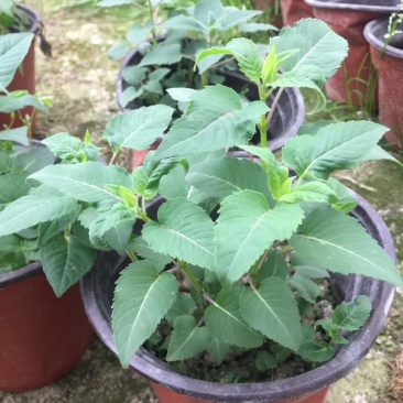 美国薄荷双色杯杯苗20-40公分，冠幅20-30