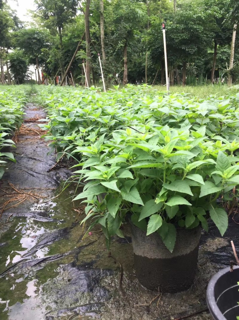 美国薄荷双色杯杯苗20-40公分，冠幅20-30