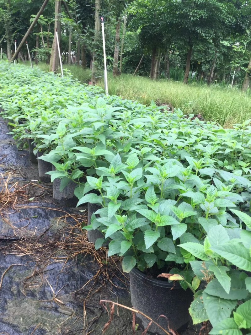 美国薄荷双色杯杯苗20-40公分，冠幅20-30
