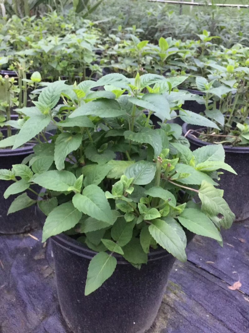美国薄荷双色杯杯苗20-40公分，冠幅20-30