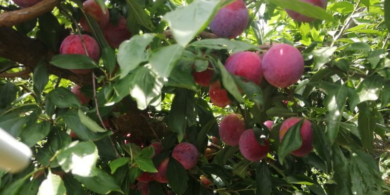 陕黑巨力千味红李子，美一，大量供应中，货源10-20万斤