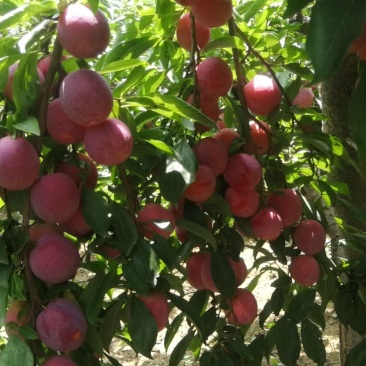 陕黑巨力千味红李子，美一，大量供应中，货源10-20万斤