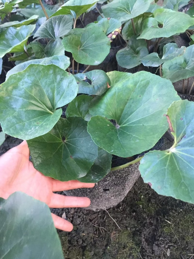 大吴风草杯苗20-30公分，冠幅20-30公分
