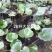 大吴风草杯苗20-30公分，冠幅20-30公分
