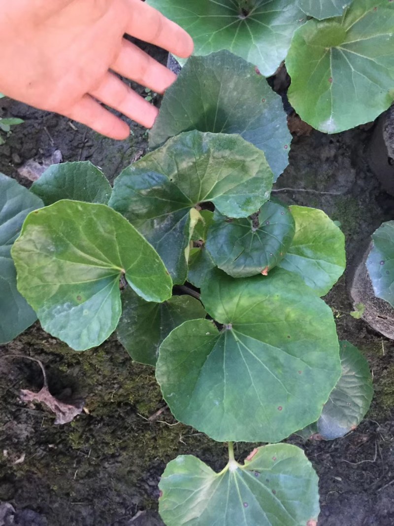 大吴风草杯苗20-30公分，冠幅20-30公分