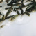 牛商推荐水产种苗石斑鱼苗淡水石斑鱼苗种苗