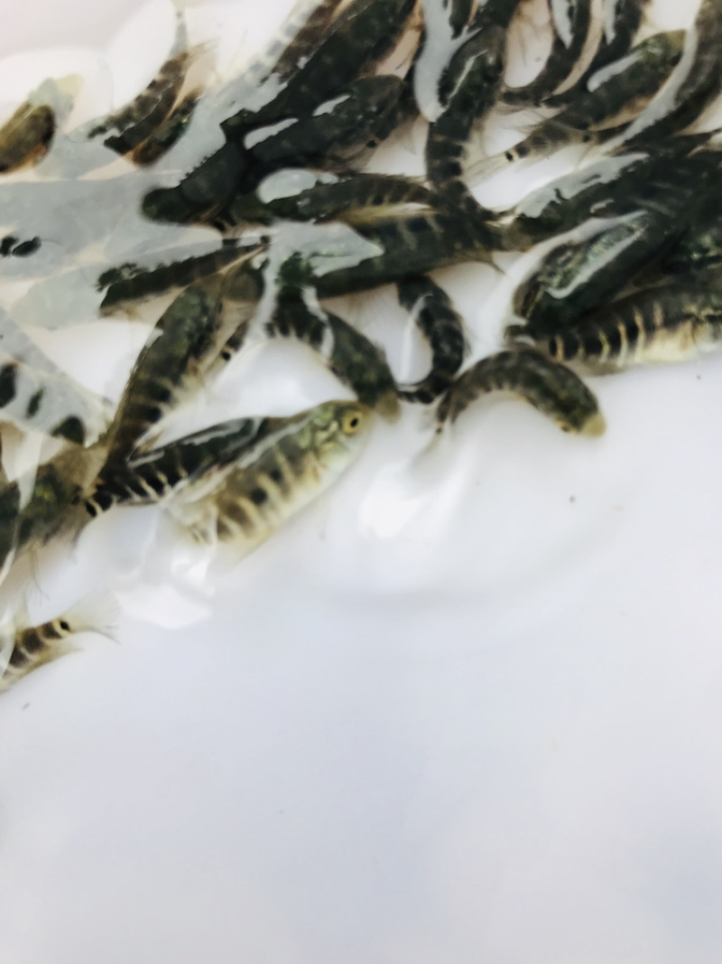 牛商推荐水产种苗石斑鱼苗淡水石斑鱼苗种苗