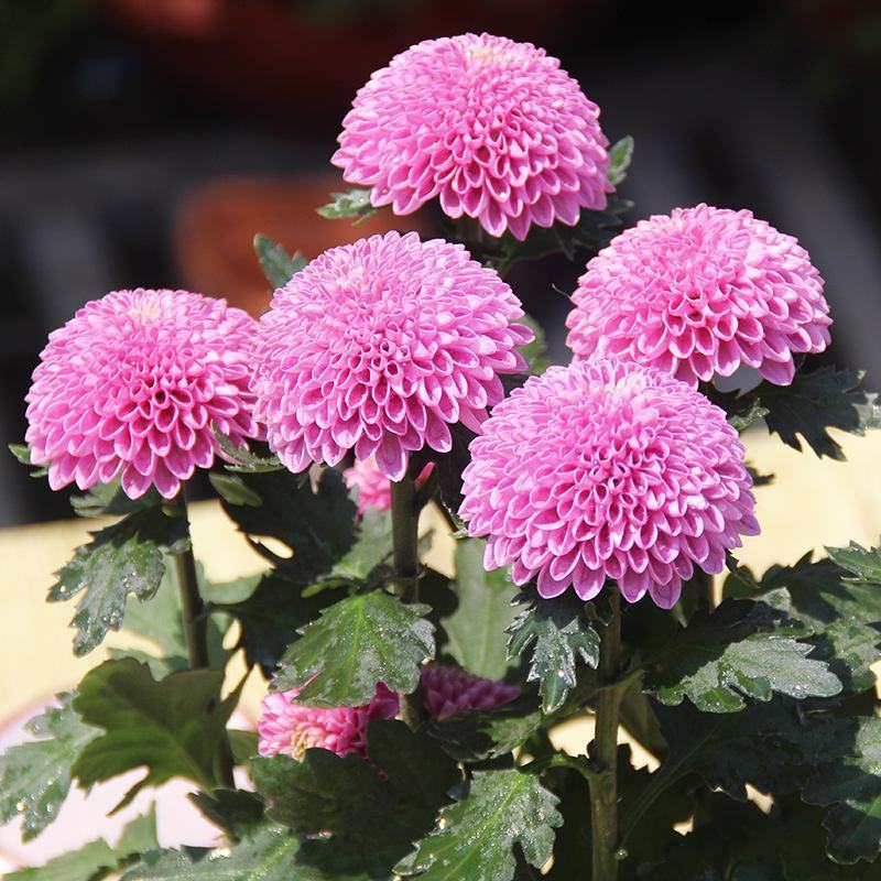 菊花苗包邮大菊花盆栽室内外庭院阳台花卉绿植物四季开花菊花