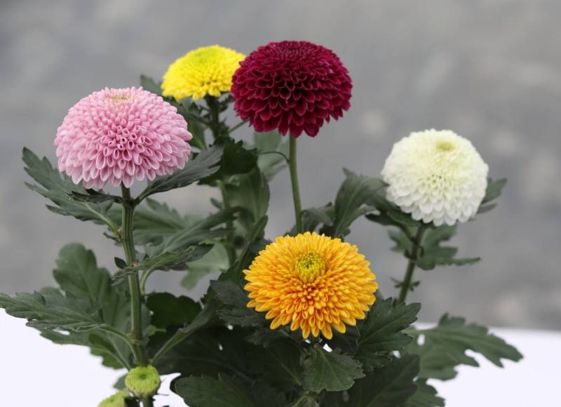 菊花苗包邮大菊花盆栽室内外庭院阳台花卉绿植物四季开花菊花