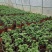 菊花苗包邮大菊花盆栽室内外庭院阳台花卉绿植物四季开花菊花