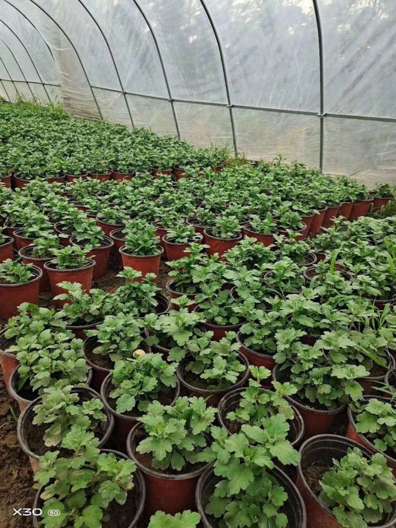 菊花苗包邮大菊花盆栽室内外庭院阳台花卉绿植物四季开花菊花