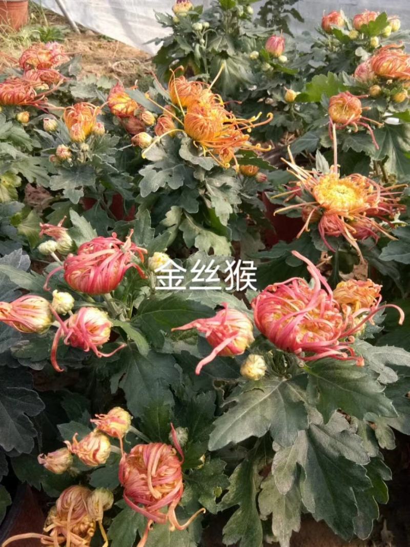 菊花苗包邮大菊花盆栽室内外庭院阳台花卉绿植物四季开花菊花