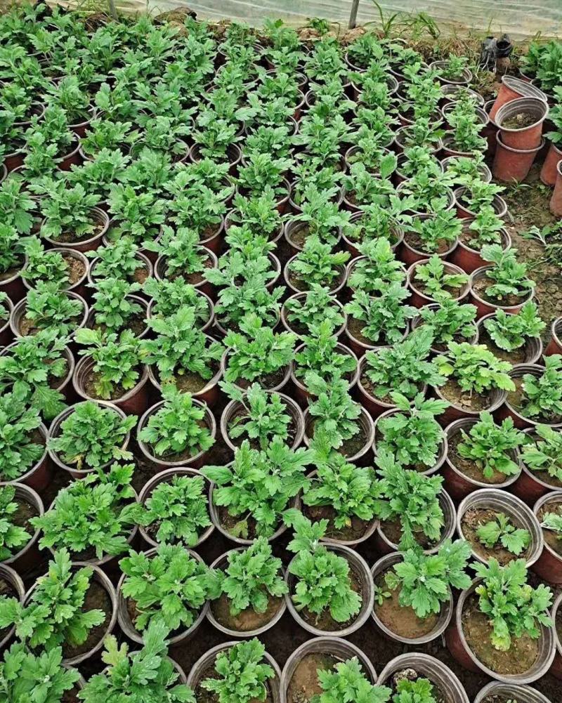 菊花苗包邮大菊花盆栽室内外庭院阳台花卉绿植物四季开花菊花