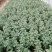 菊花苗包邮大菊花盆栽室内外庭院阳台花卉绿植物四季开花菊花