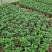 菊花苗包邮大菊花盆栽室内外庭院阳台花卉绿植物四季开花菊花