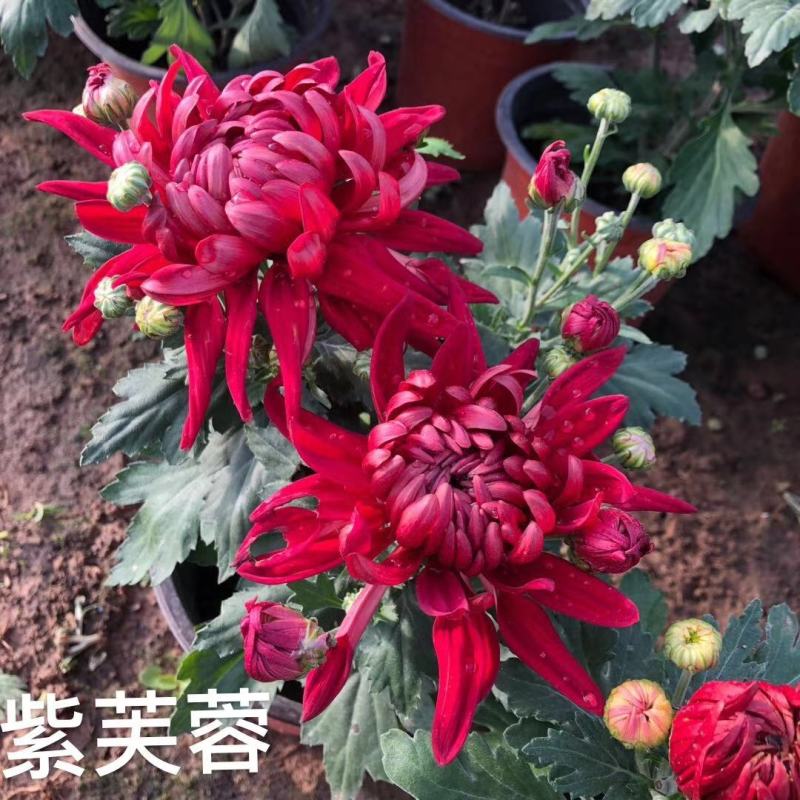 菊花苗包邮大菊花盆栽室内外庭院阳台花卉绿植物四季开花菊花