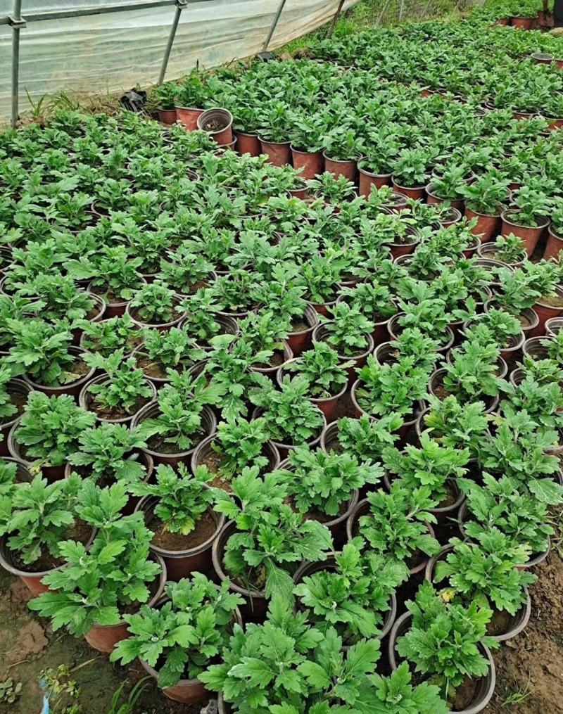 菊花苗包邮大菊花盆栽室内外庭院阳台花卉绿植物四季开花菊花