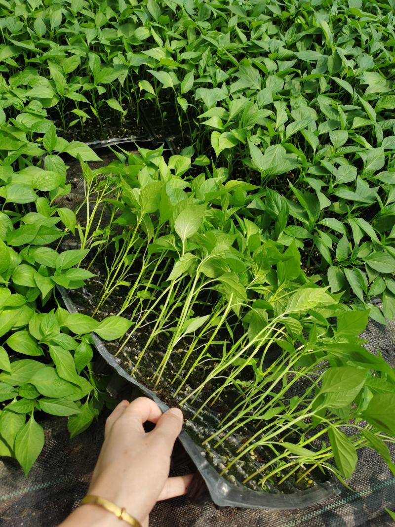 高产优质辣椒苗、穴盘苗成活率高、产量高，自家育苗基地培育