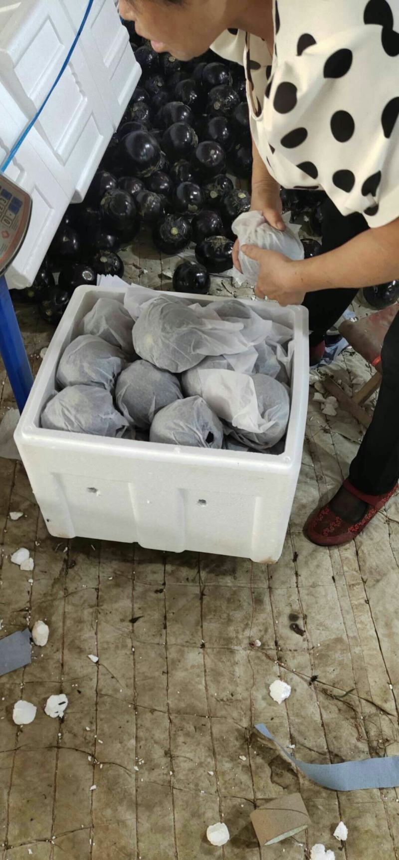 莘县王奉镇，陆地紫光圆茄大量上市季！现采现摘，按需分拣，
