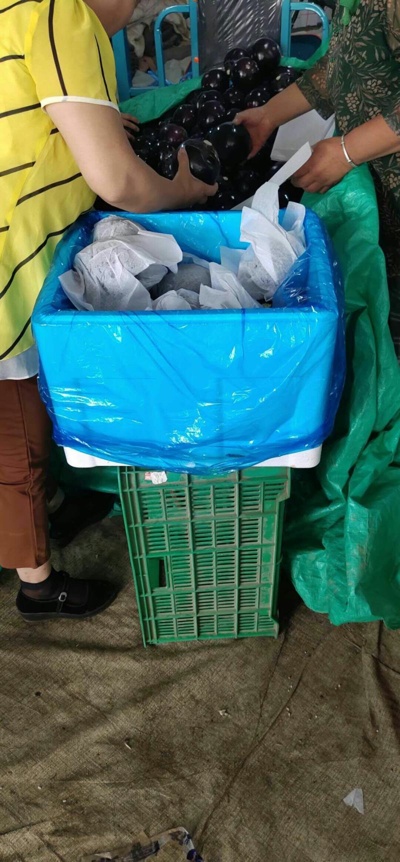 莘县王奉镇，陆地紫光圆茄大量上市季！现采现摘，按需分拣，